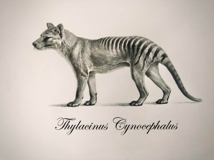 Thylacynus Cynocephalus